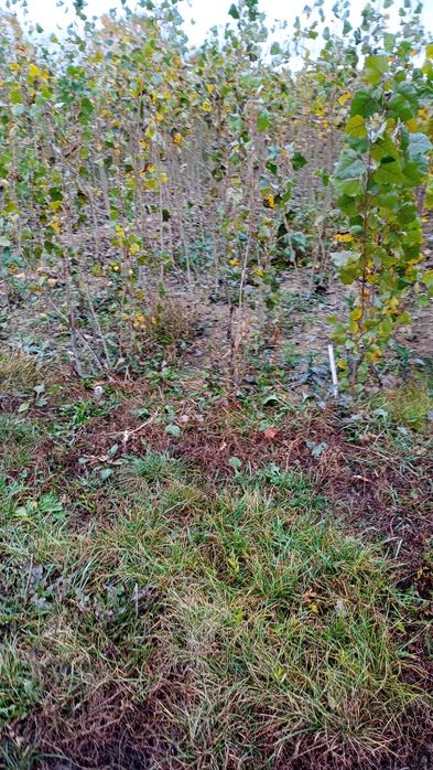 Puieți salcâm frasin fag carpen ulm plop mesteacăn brad molid Tei arin