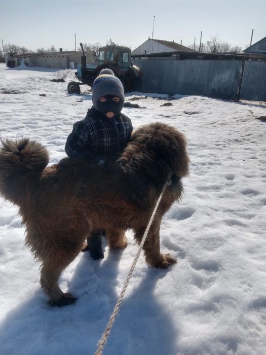 Продается Тибетский Мастиф