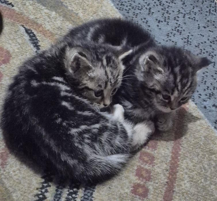 Отдам котят в добрые руки