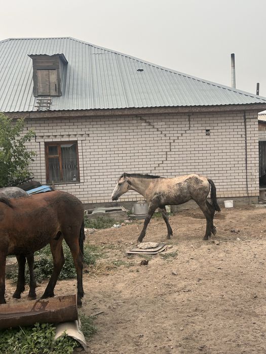 Семыз тай сатам лошади