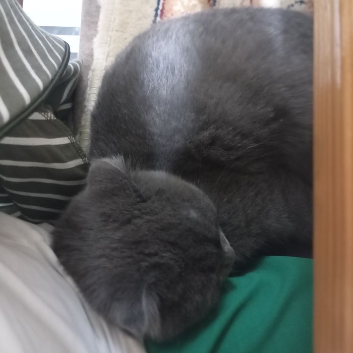 кот веслаухий  домашний