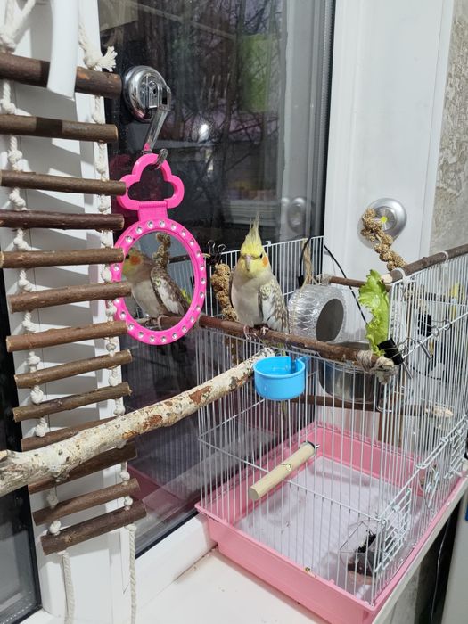 Попугайчик 1 год.