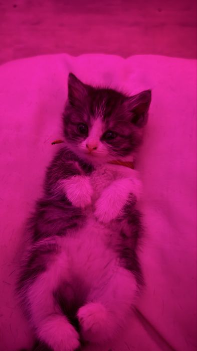 Котенок 2,5 месяца