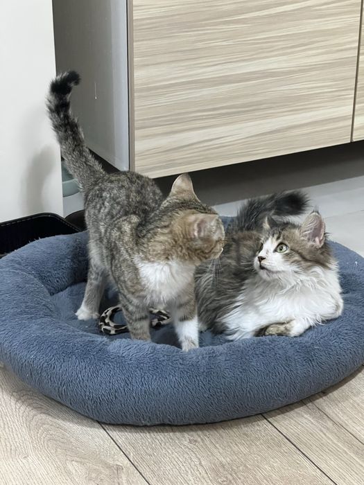 Отдам котят в добрые  руки