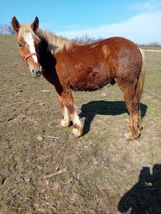 Vând mânz de 11 luni