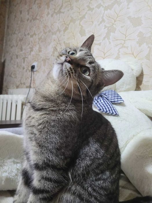 Котик в добрые руки