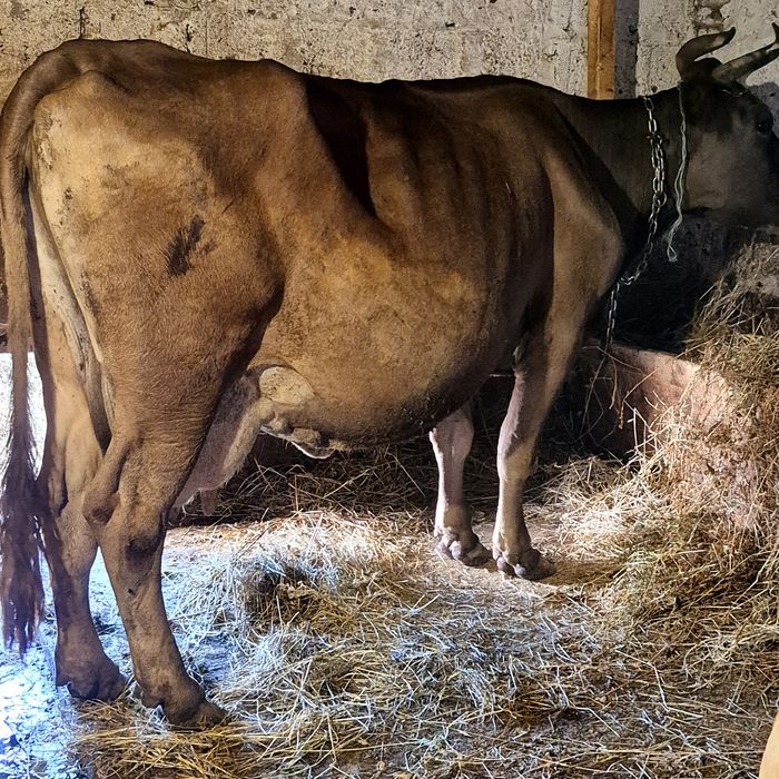 Vând vaca cu vitica de 5 luni vaca este foarte bună de lapte