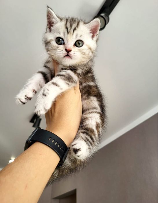 Чудо малыши скоттиш фолд
