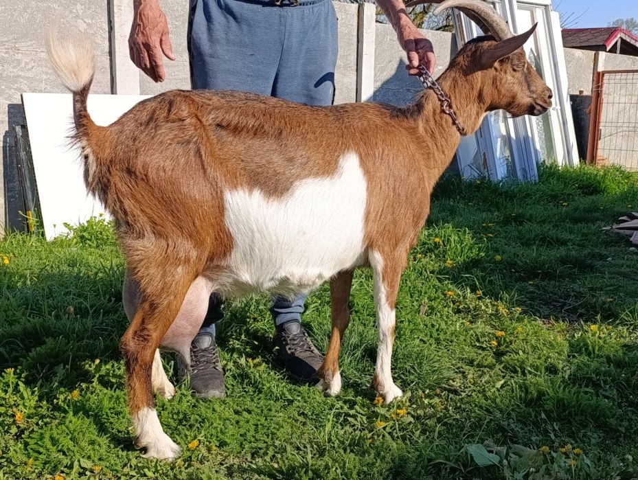 Vând capră bună de lapte