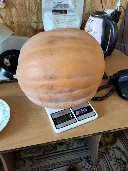 Тыква домашняя  жёлтая