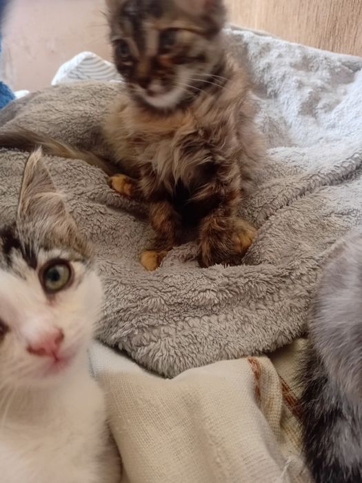 Продам шустрых котят мышеловы