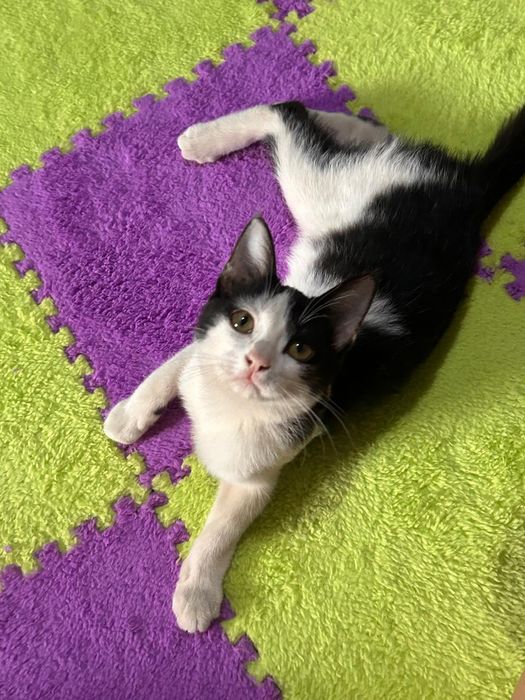 Котенок в добрые руки