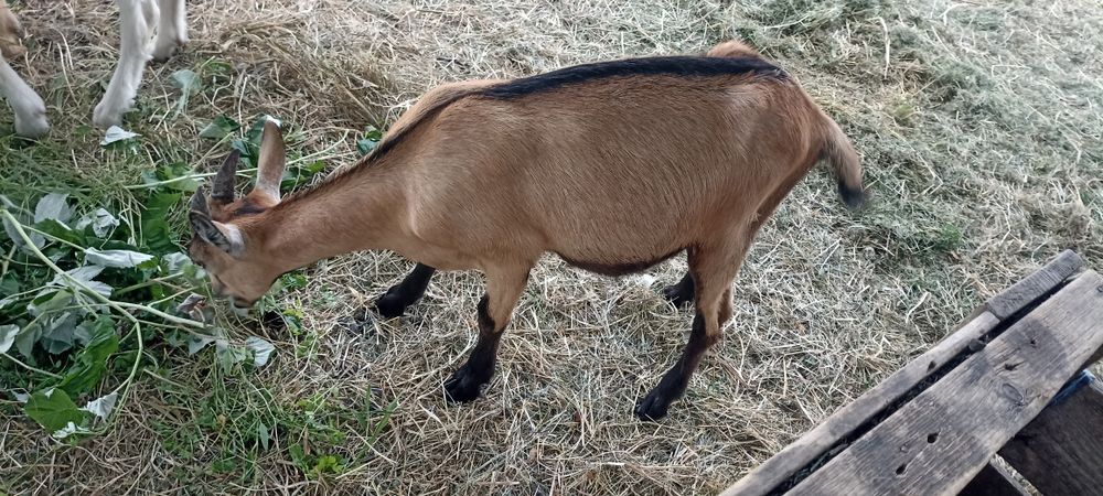 2 iezi și o iediță de vânzare din mame bune de lapte
