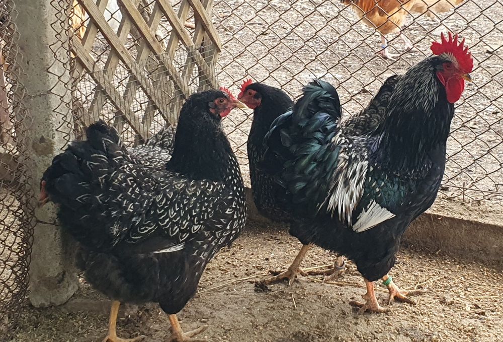 Barnevelder argintiu