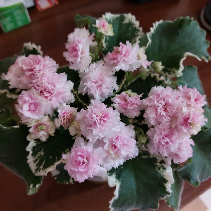 Фиалки сортовые черенки