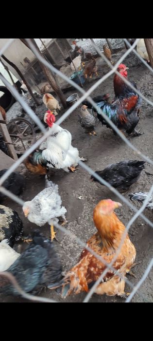 Vând: COCOȘ de anul acesta