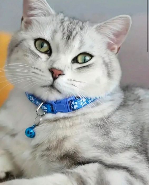 Ошейники  Для Кошек