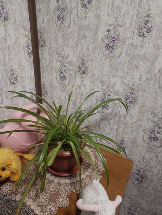 Продам цветы,три штуки на сто тысяч, любые