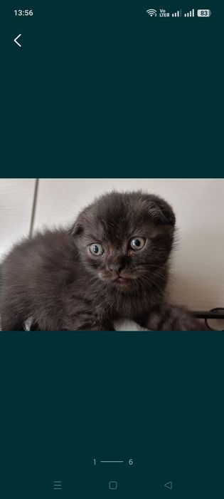 Продается котенок самец
