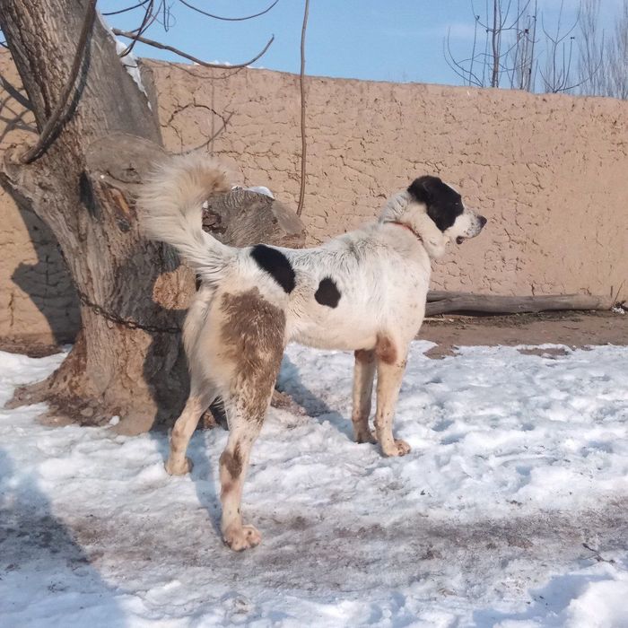 Кучуг сотилади пародаси Алабай