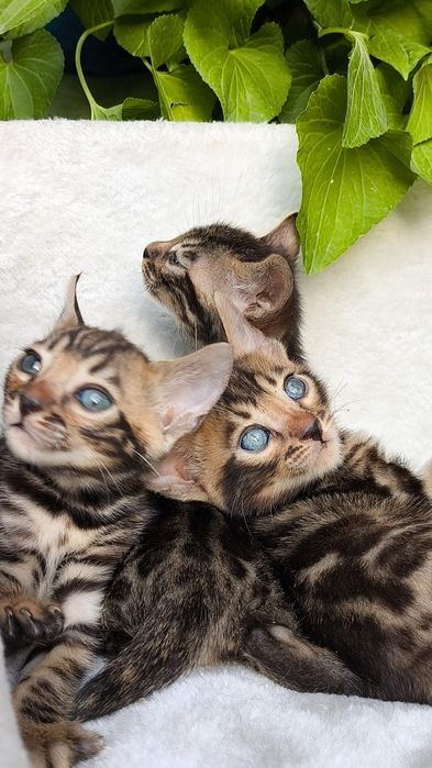 Бенгальские КОТЯТА  - под резерв