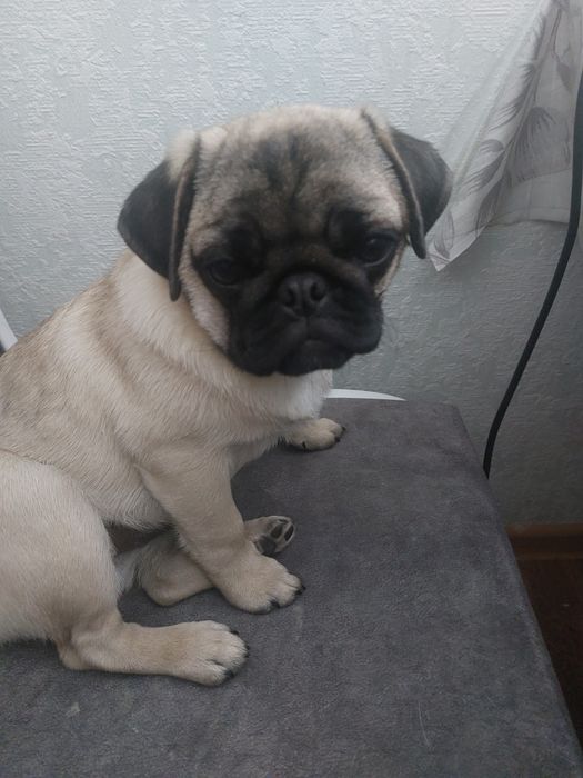 Продам девочка  Мопс