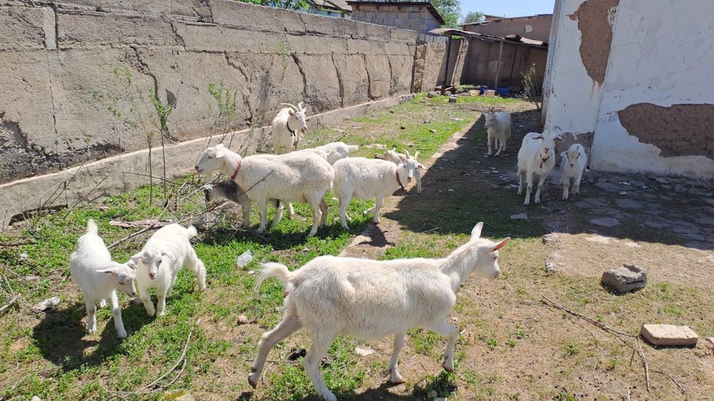 Козы козлята саууға арналған ешкілер