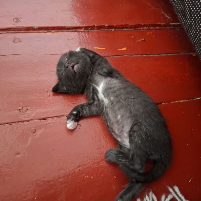 отдадим котят в добрые руки