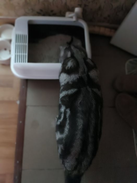 Мысық сатамын 250 000