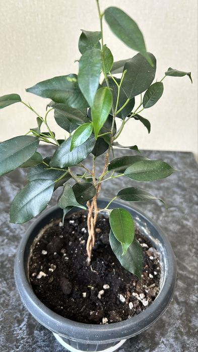 Фикус бенджамена плетеный коса