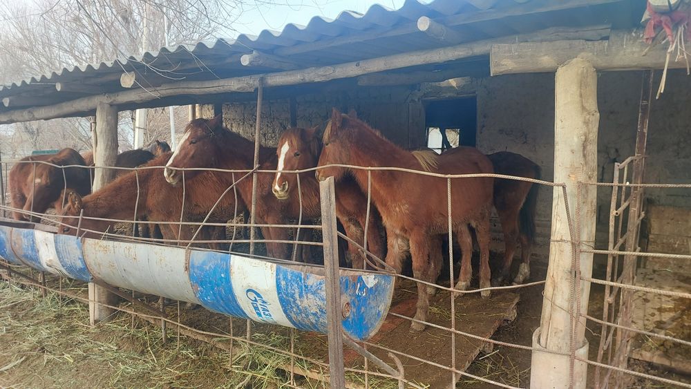 Жабагы сатамын 1