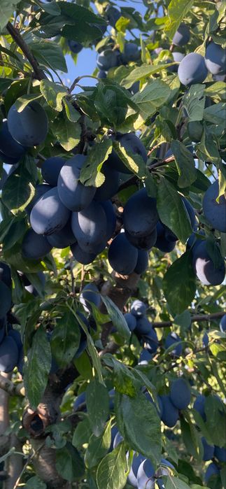 Prune Stanley pentru tuica si consum