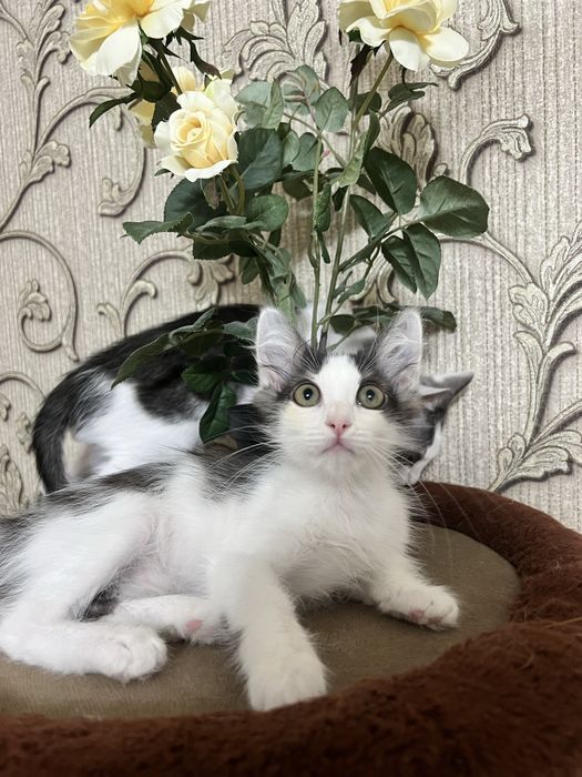 В добрые руки котята