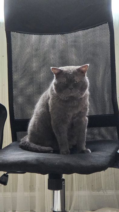 Вязка котик британец