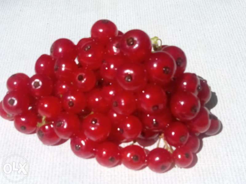 Къпина, Касис, Арония, Малини, Годжи Бери, Нар, Смокиня, Лешник, Боров