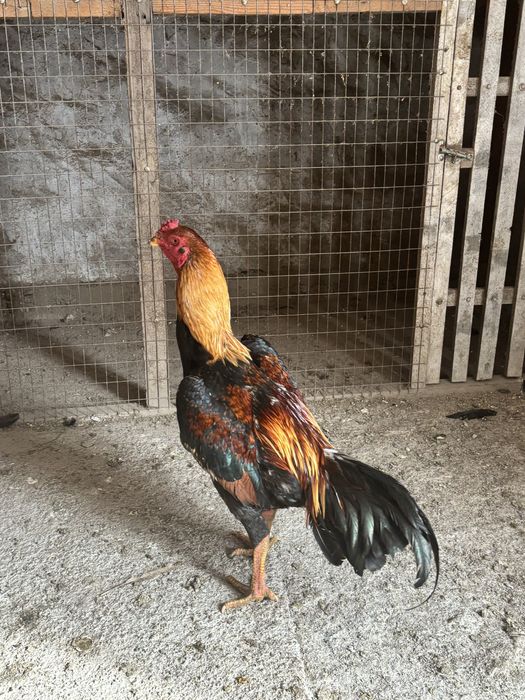 Июнские джуджики