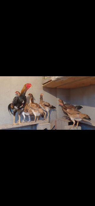 Дакан Жұмыртқасы сатылады