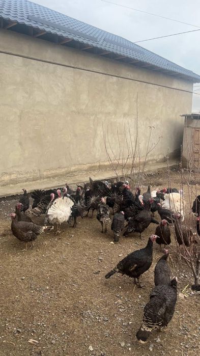 Үндіктің қораздары сатылады!