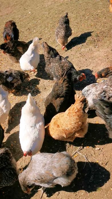 Oua de incubat diferite rase de gaini