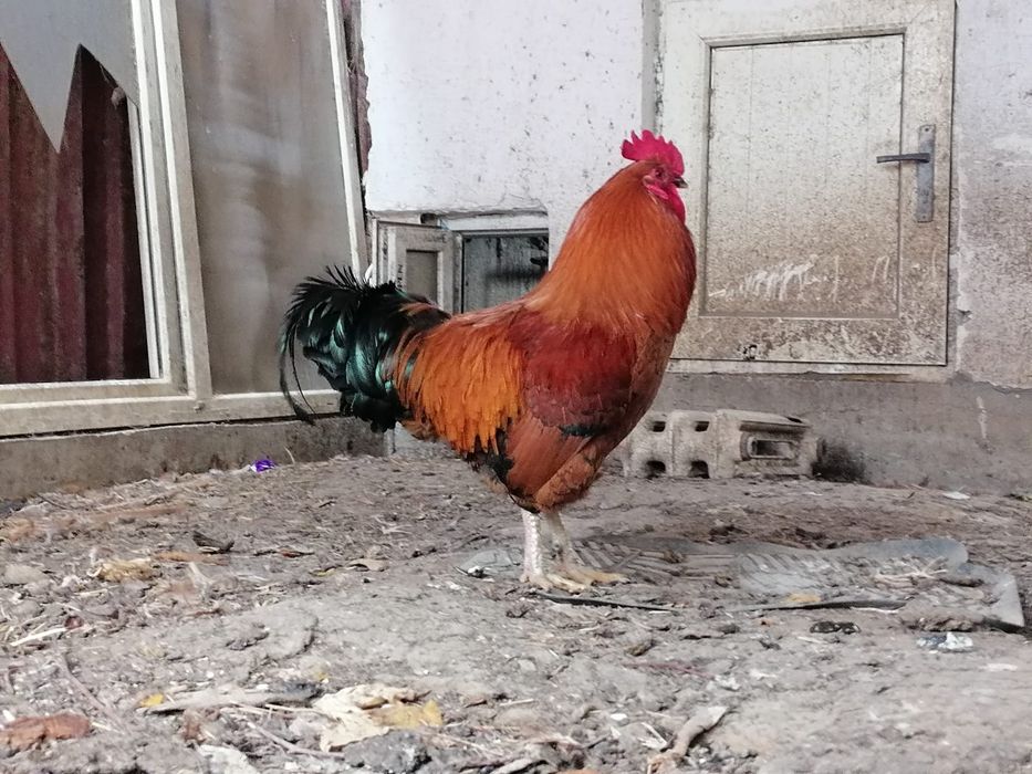 Продаются петуха