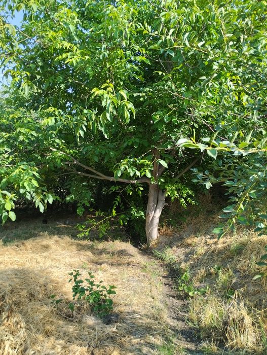 Охангарон тумани Болгали кишлоги