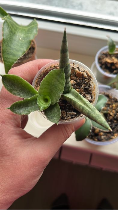 Сансевиерия, разные сорта