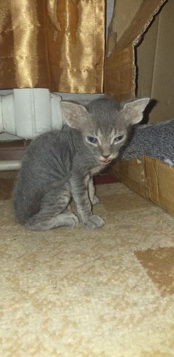 Отдам котят бесплатно