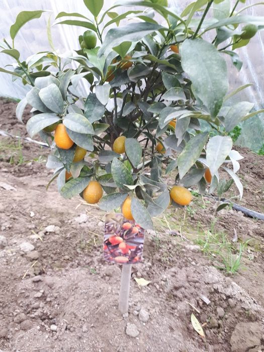 Теплицы лимонария и кумкват, мандарин. Виноградник