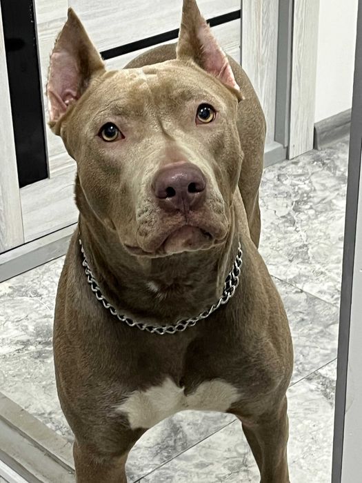 Продаются щенки американского питбуля RED NOSE/pitbuli kuchuklari