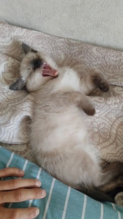 Продается сиямский котёнок 3 месяца