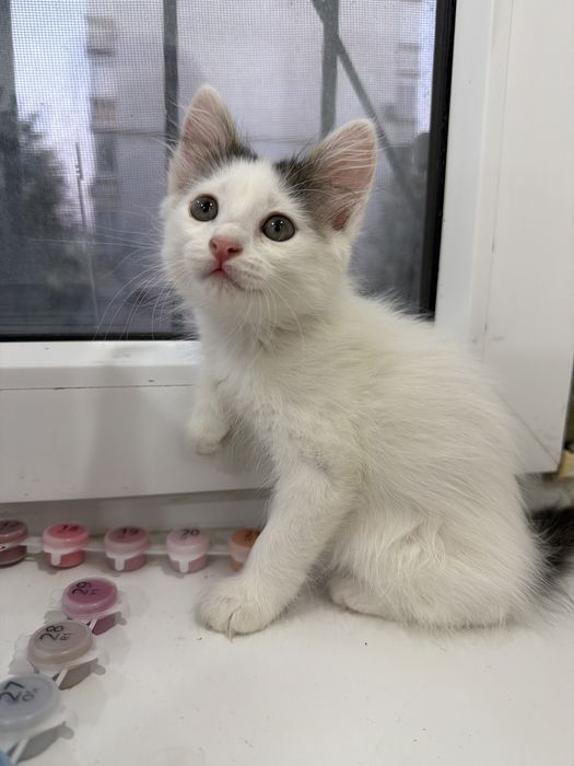 котенок в добрые руки