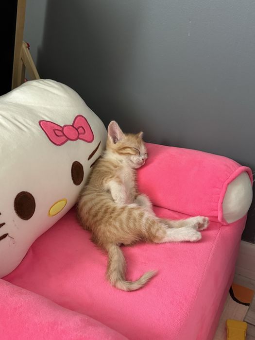 Продам рыжего котенка