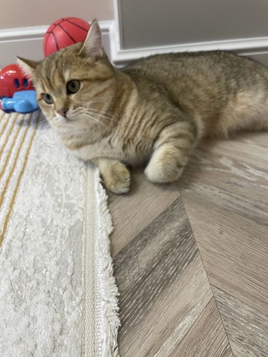 мысык тегин пародистый