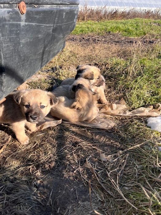 Catelusi pentru adoptie